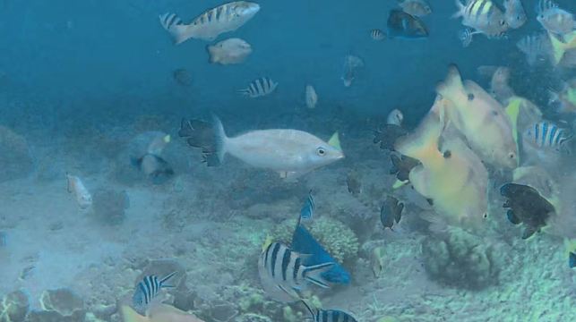 菲律賓科隆超級A線全景遊—冷熱湖&凱央根湖&雙子湖&沉船架