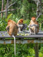 Labuk Bay Proboscis Monkey Sanctuary - Entrance