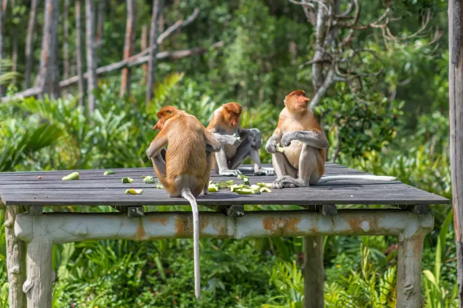 Labuk Bay Proboscis Monkey Sanctuary - Entrance