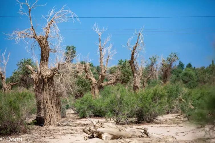 Vé máy bay Aral Thả Mạt