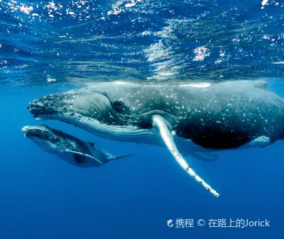 ヴィシャカパトナム⇒ハミルトン 飛行機