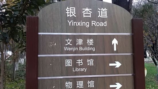 云南大学的银杏大道是小有名气的，可惜的是，我去迟了，银杏树的