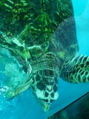 Sea Turtle Conservation Center