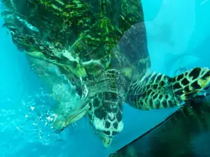 Turtle Conservation Center