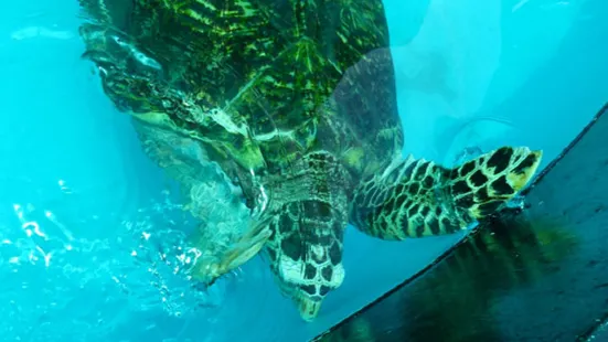 Sea Turtle Conservation Center