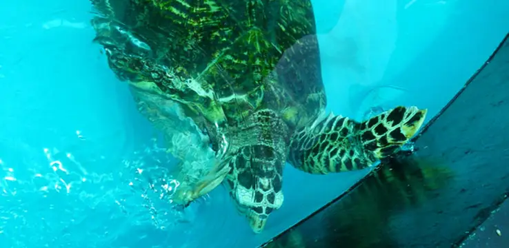 Sea Turtle Conservation Center