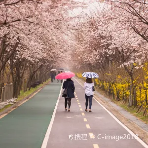 여의도벚꽃축제