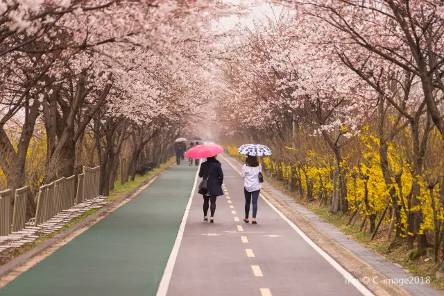 Cherry Blossom Viewing in Seoul