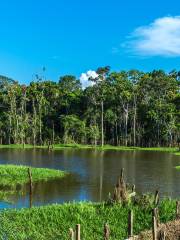 Amazon River