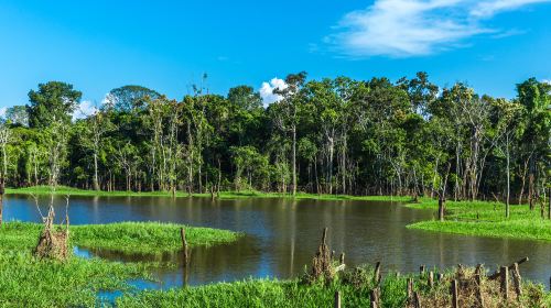 Amazon River