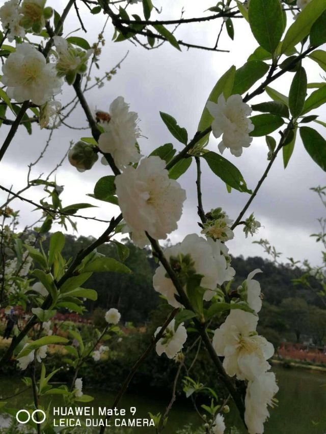 Nanguo Peach Garden