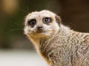 zoo di Adelaïde