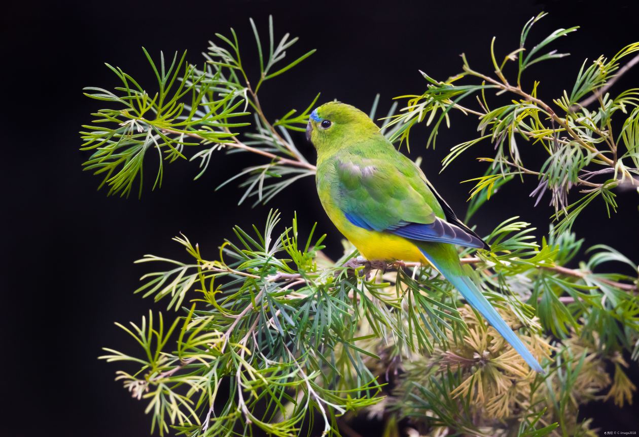 Adelaide Zoo