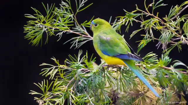 Hotels near Adelaide Zoo