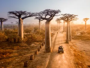 Allée des Baobabs