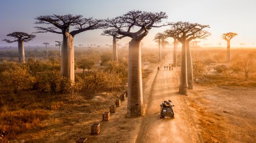 Baobab Avenue