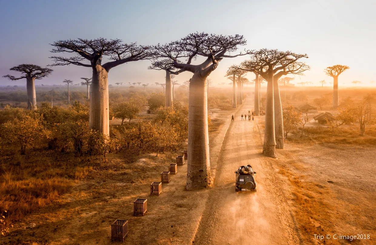 5_Avenue of the Baobabs