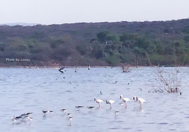 Lake Bogoria