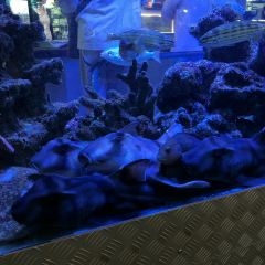 Cicerello's Fremantle User Photo