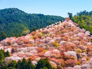 奈良賞櫻花