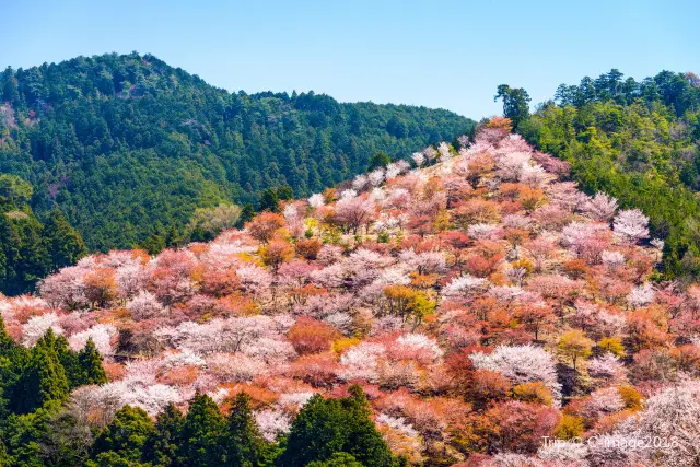 Cherry Blossom Viewing in Nara