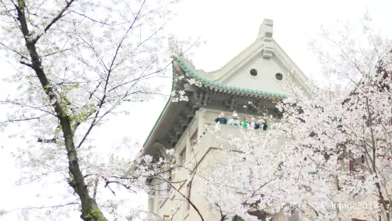 Wuhan University + East Lake + Qingchuan Pavilion + Guishan Mountain + Yellow Crane Tower Spring Cherry Blossom Viewing/ guide/Translation G