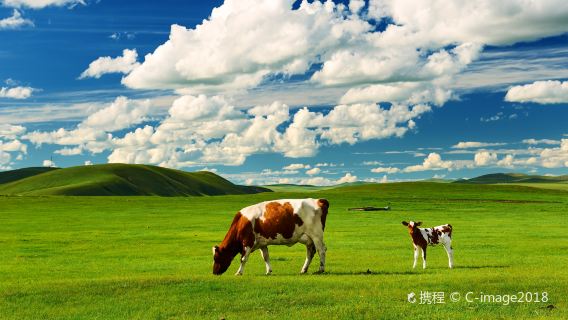 5 stars: 5-Day Inner Mongolia Hulunbuir Grassland Private Tour