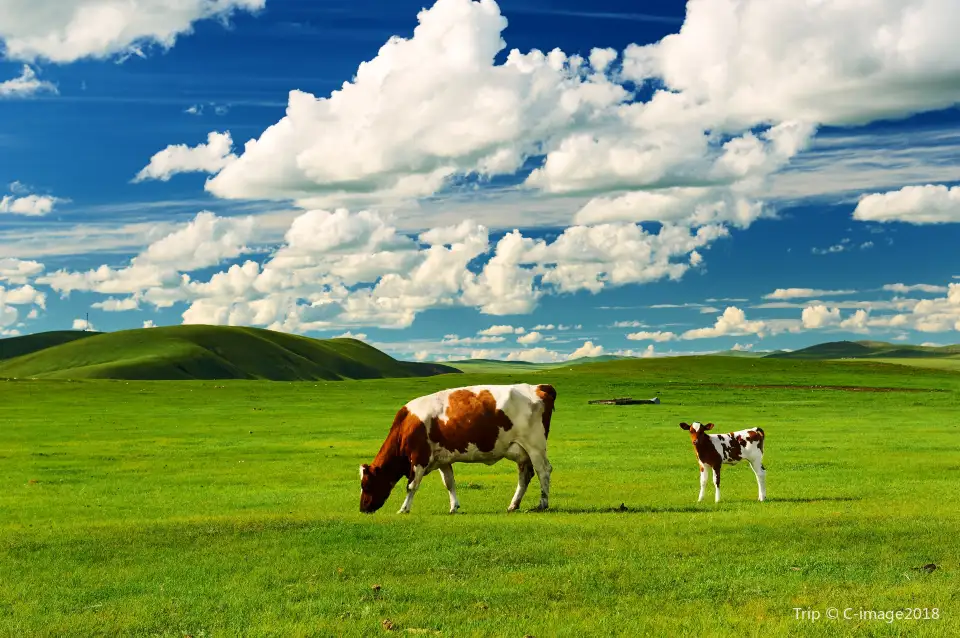 5_Hulunbuir Grasslands