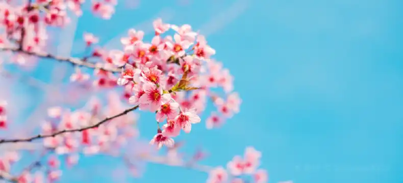 โรงแรมในด่าหลัต