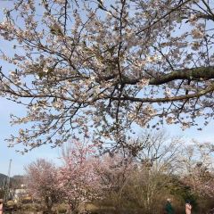 そば処 福庵 User Photo
