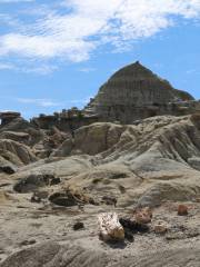 La Leona Petrified Forest