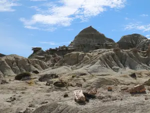 La Leona Petrified Forest