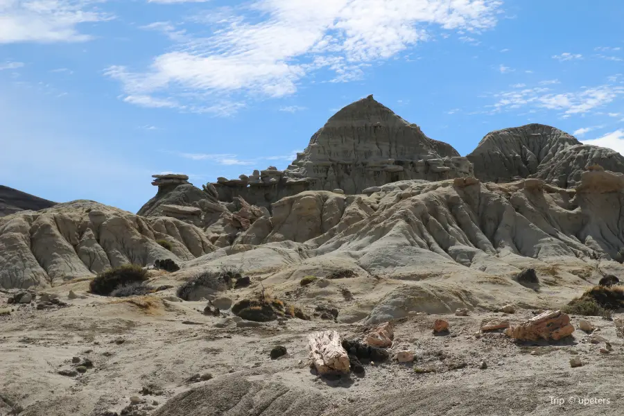 La Leona Petrified Forest