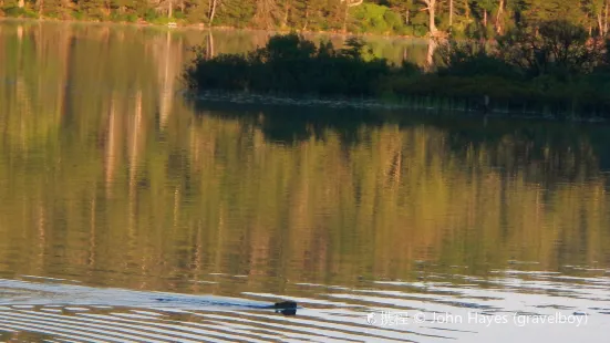 Gale Meadows Pond