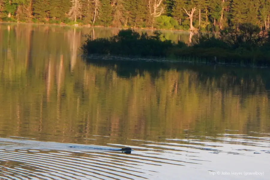 Gale Meadows Pond