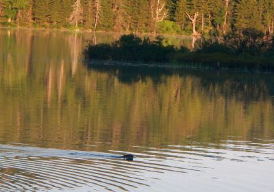 Gale Meadows Pond