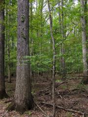 Belknap Mountain State Forest