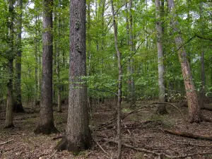 Belknap Mountain State Forest