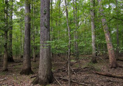 Belknap Mountain State Forest