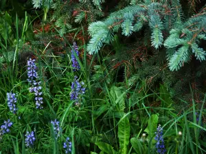 Blue Spruce Park