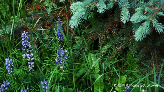 Blue Spruce Park