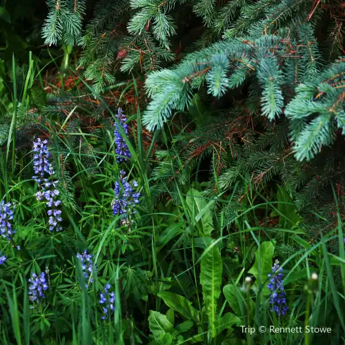 Blue Spruce Park