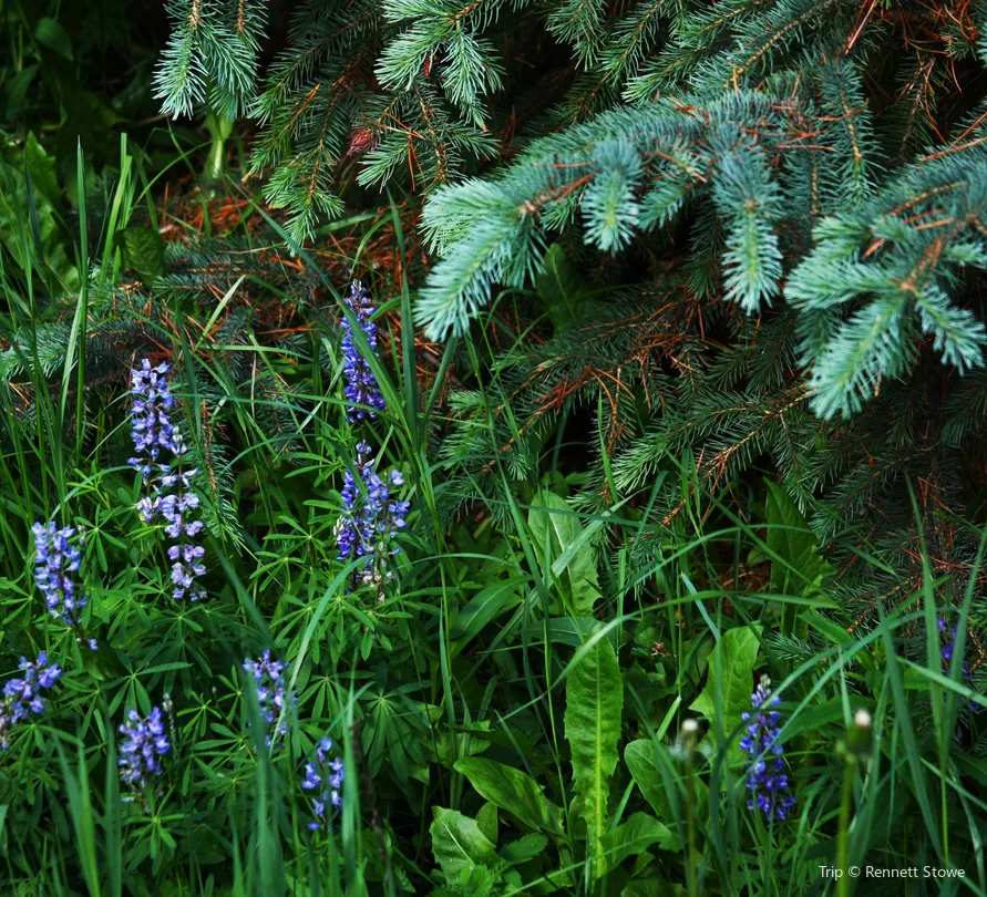 1_Blue Spruce Park