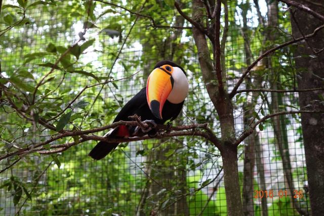 Birds Park