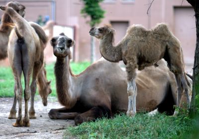 Parc zoologique de Saint-Louis