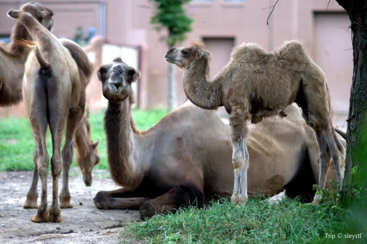 5_Saint Louis Zoo