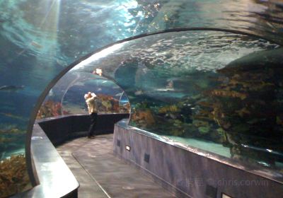 リプリー水族館