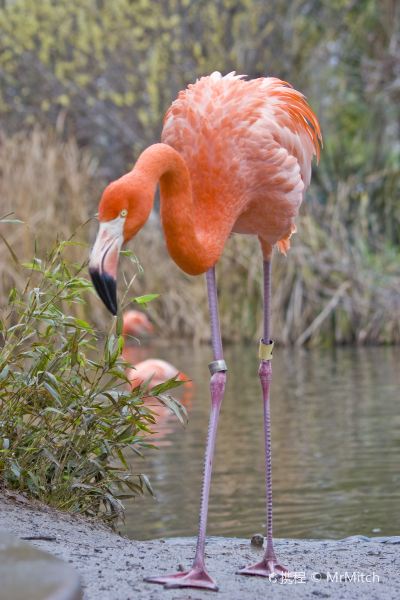Πτήση Moline προς Sacramento