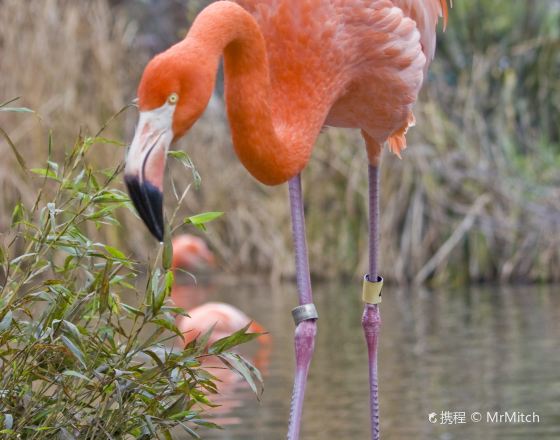 薩克拉門托 自由行套票