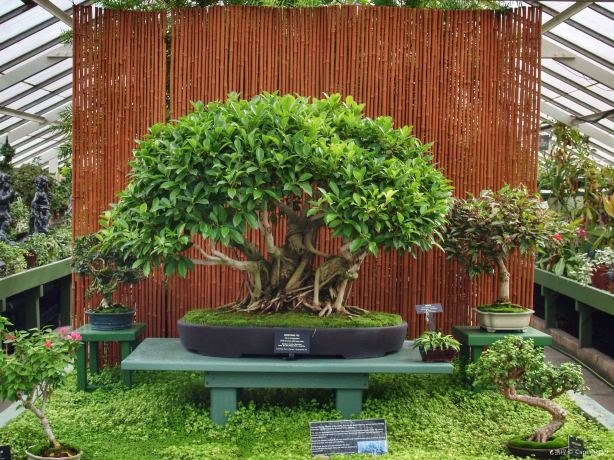 Buffalo and Erie County Botanical Gardens